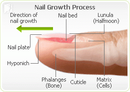keratin nails growth lunula
