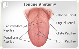 sore on tip of tongue #10